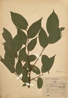 藏品(石朴)的圖片